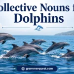 Collective Nouns for Dolphins
