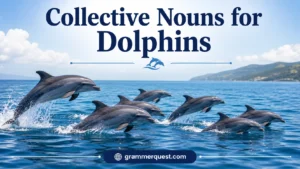 Collective Nouns for Dolphins