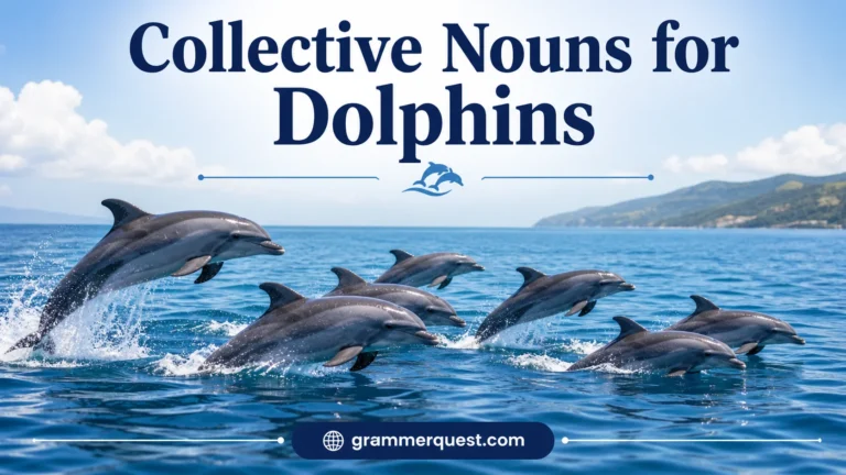 Collective Nouns for Dolphins