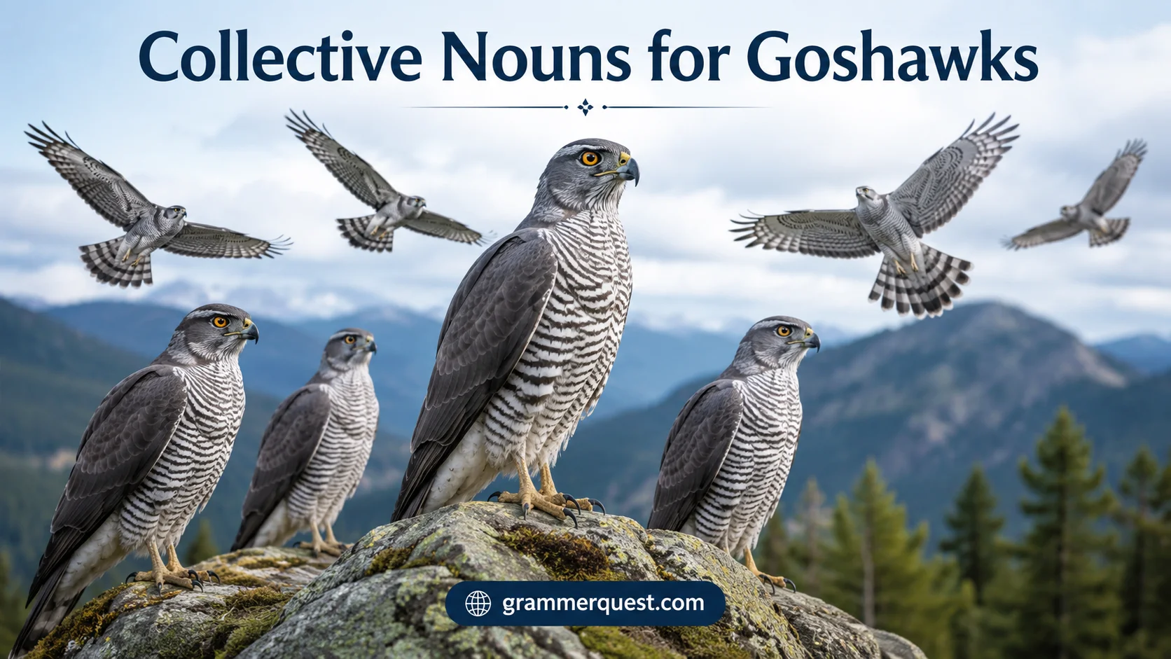 Collective Nouns for Goshawks