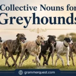 Collective Nouns for Greyhounds