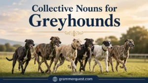 Collective Nouns for Greyhounds