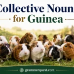 Collective Nouns for Guinea
