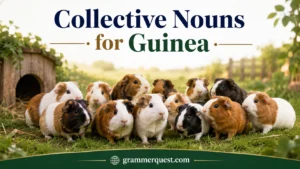 Collective Nouns for Guinea