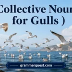 Collective Nouns for Gulls