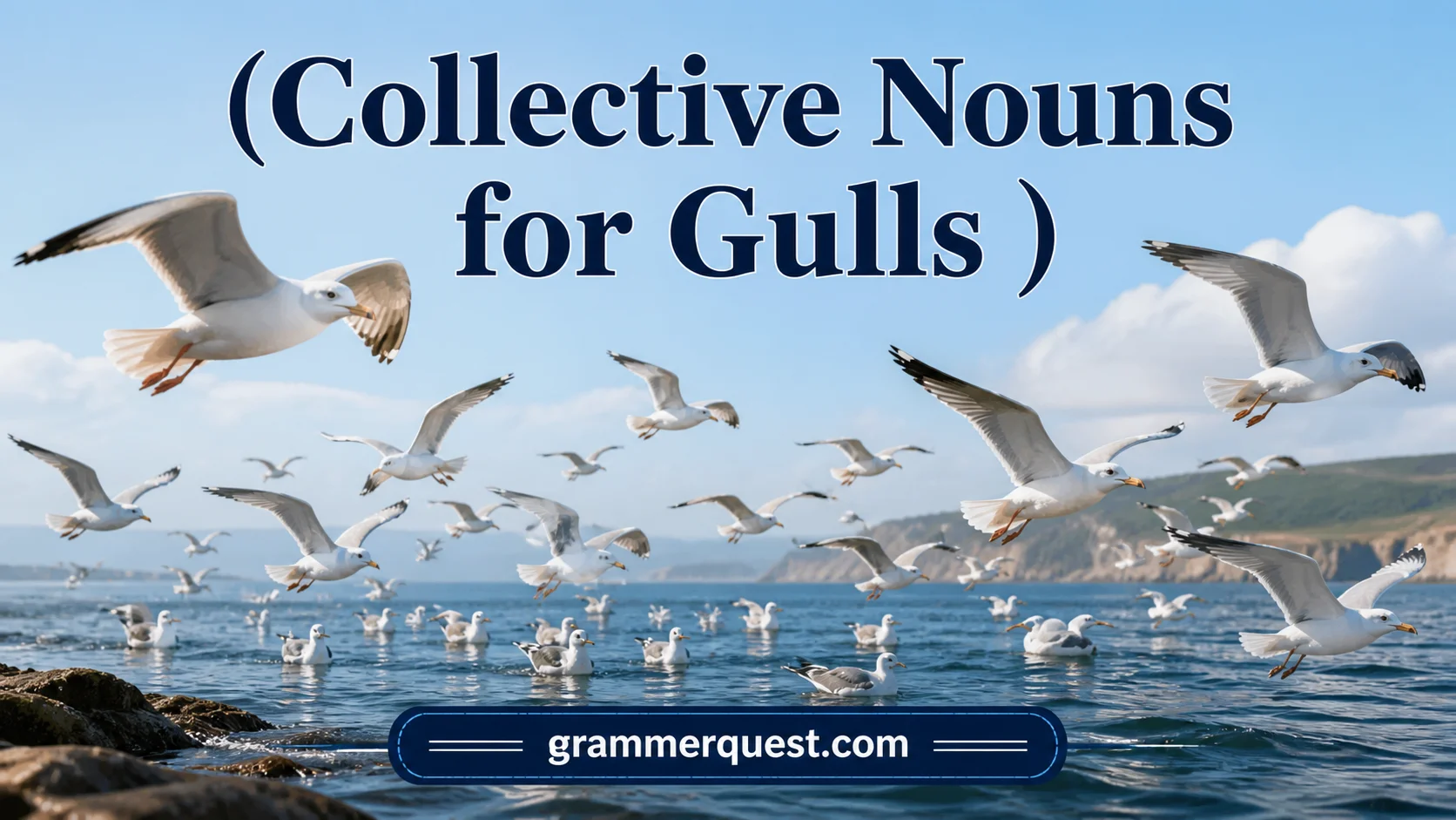 Collective Nouns for Gulls
