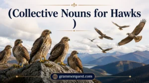 Collective Nouns for Hawks