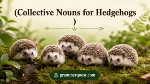 Collective Nouns for Hedgehogs