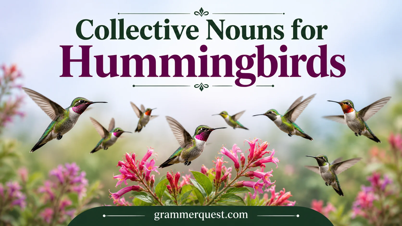 Collective Nouns for Hummingbirds
