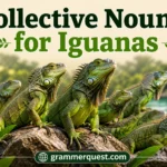 Collective Nouns for Iguanas
