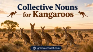 Collective Nouns for Kangaroos