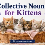 Collective Nouns for Kittens