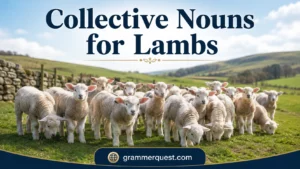 Collective Nouns for Lambs