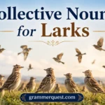 Collective Nouns for Larks