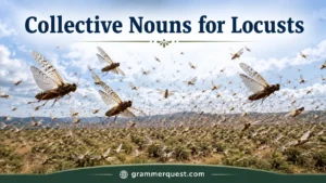 Collective Nouns for Locusts