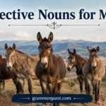 Collective Nouns for Mules