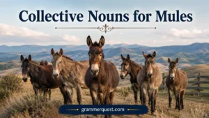 Collective Nouns for Mules