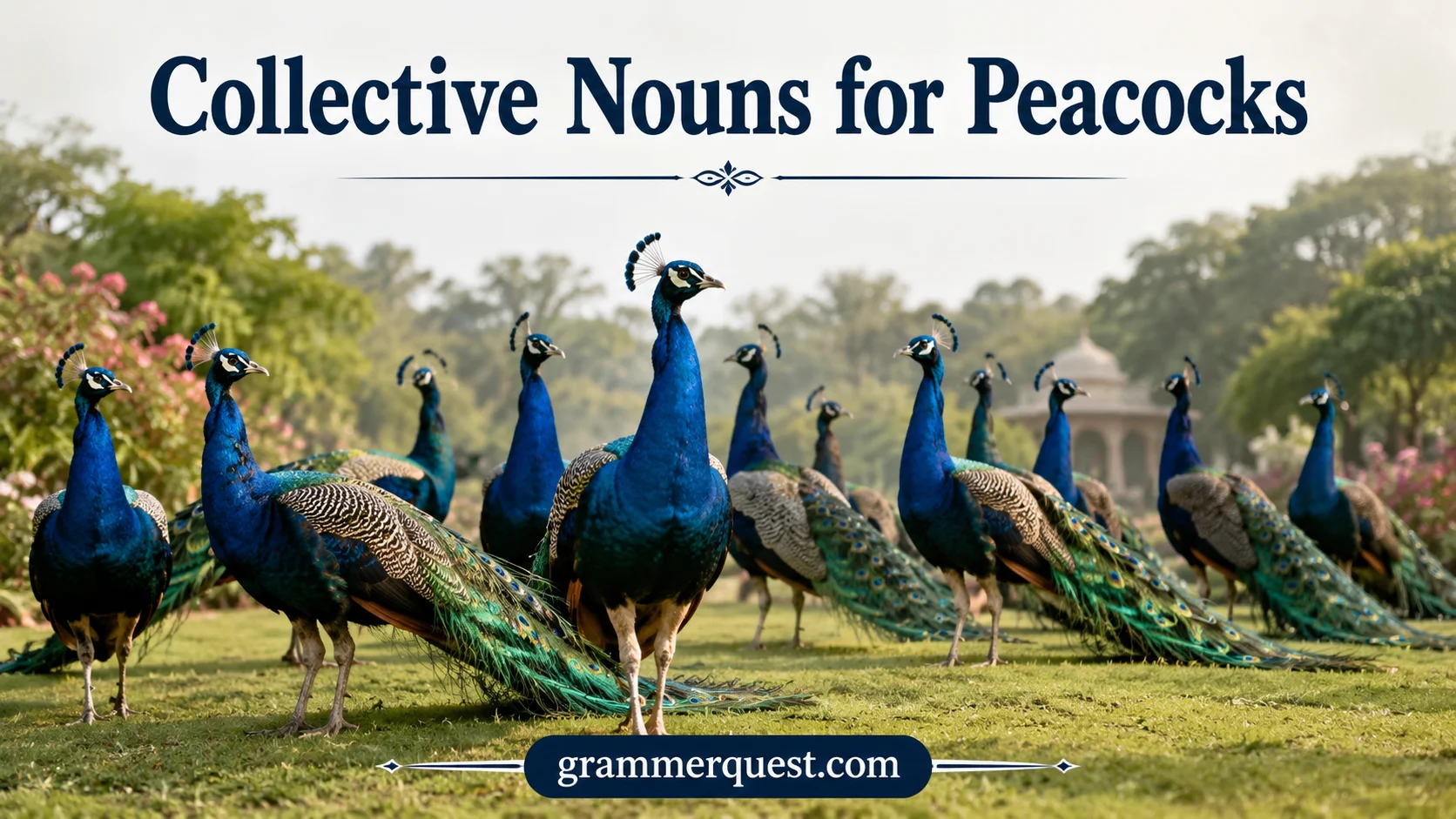 Collective Nouns for Peacocks