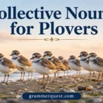 Collective Nouns for Plovers