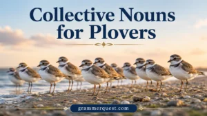Collective Nouns for Plovers