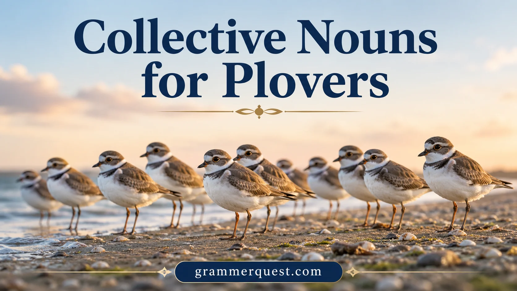 Collective Nouns for Plovers