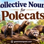 Collective Nouns for Polecats