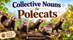 Collective Nouns for Polecats