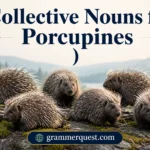 Collective Nouns for Porcupines