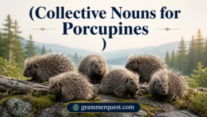 Collective Nouns for Porcupines