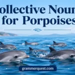 Collective Nouns for Porpoises