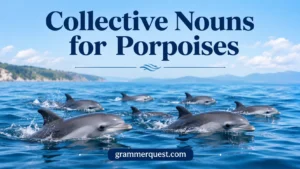 Collective Nouns for Porpoises