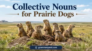 Collective Nouns for Prairie Dogs