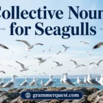 Collective Nouns for Seagulls