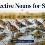 Collective Nouns for Snipe