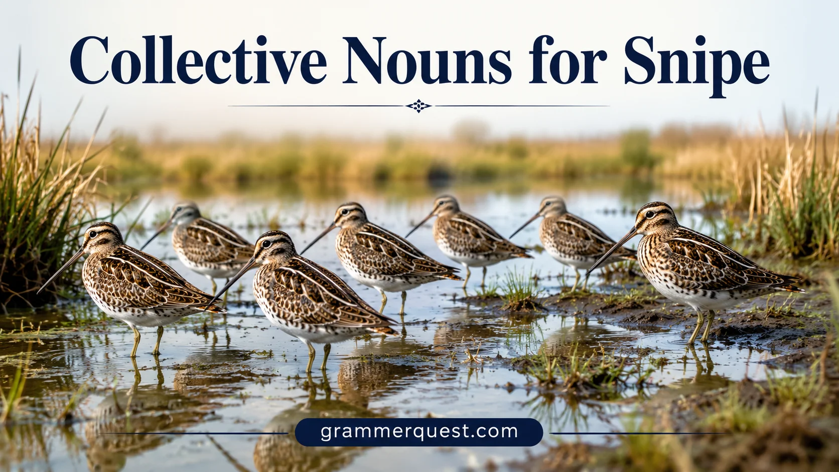 Collective Nouns for Snipe