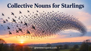 Collective Nouns for Starlings