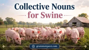Collective Nouns for Swine 