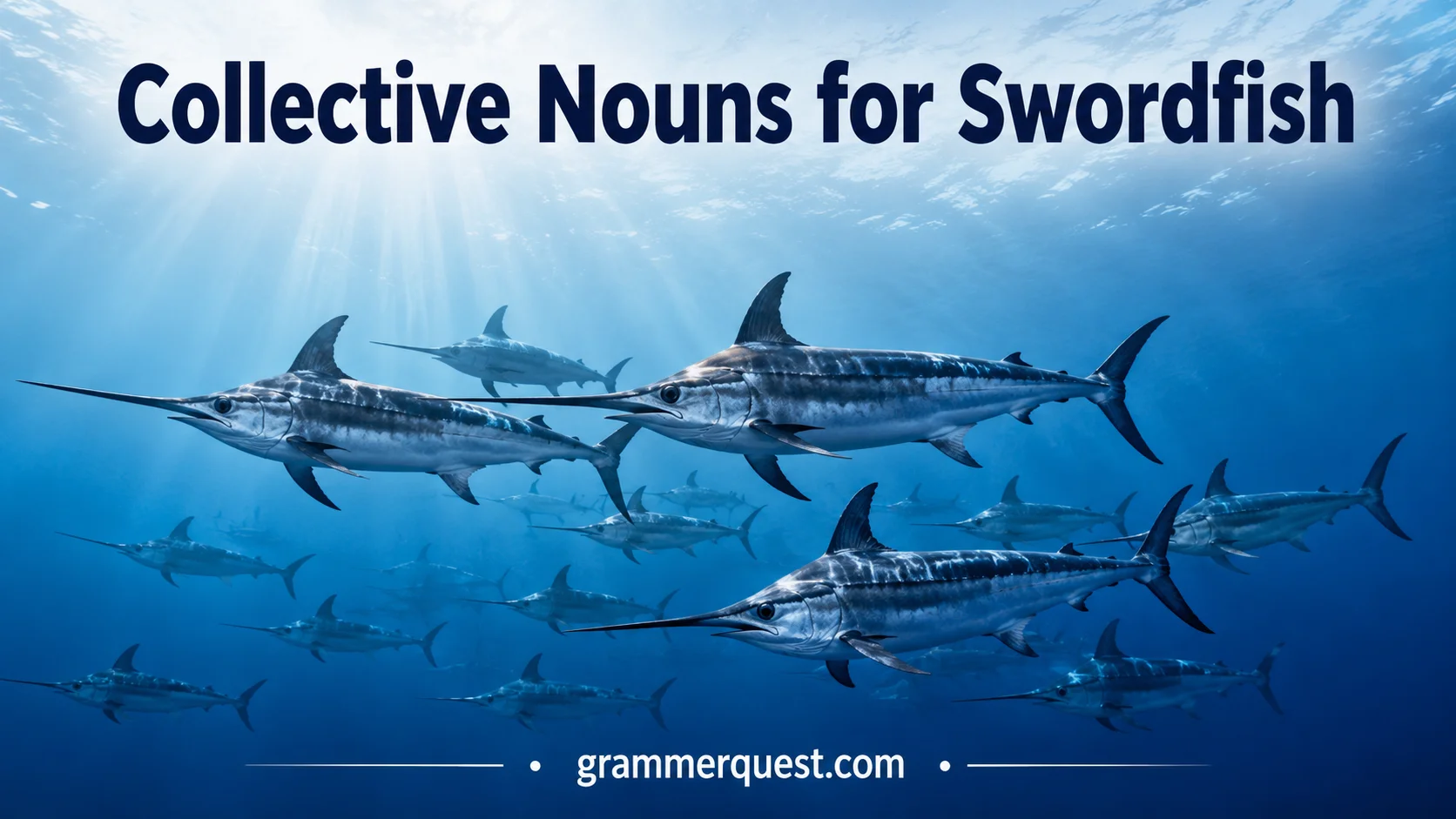 Collective Nouns for Swordfish