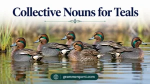 Collective Nouns for Teals
