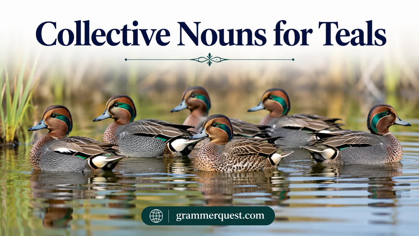Collective Nouns for Teals
