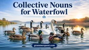 Collective Nouns for Waterfowl