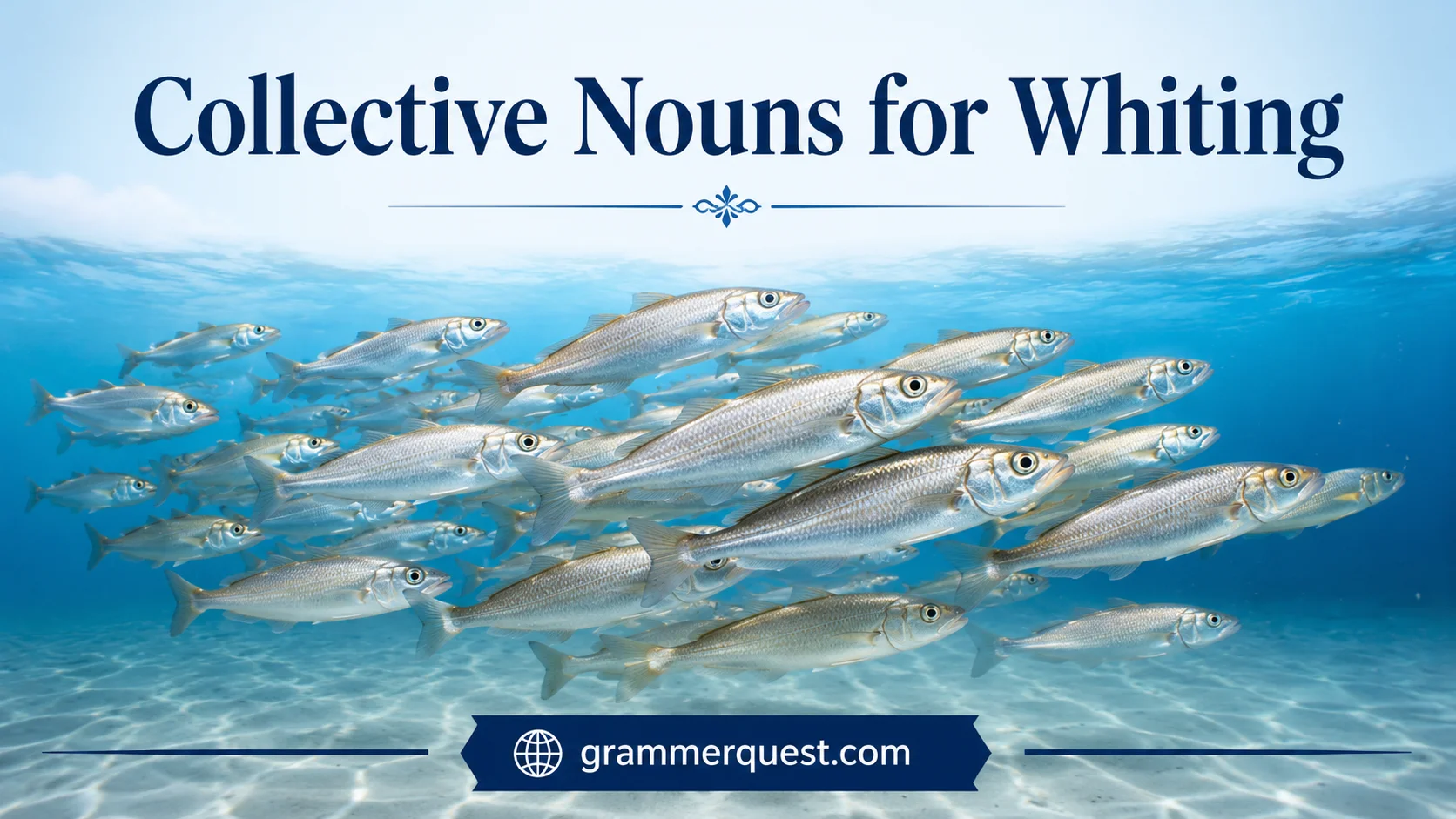 Collective Nouns for Whiting