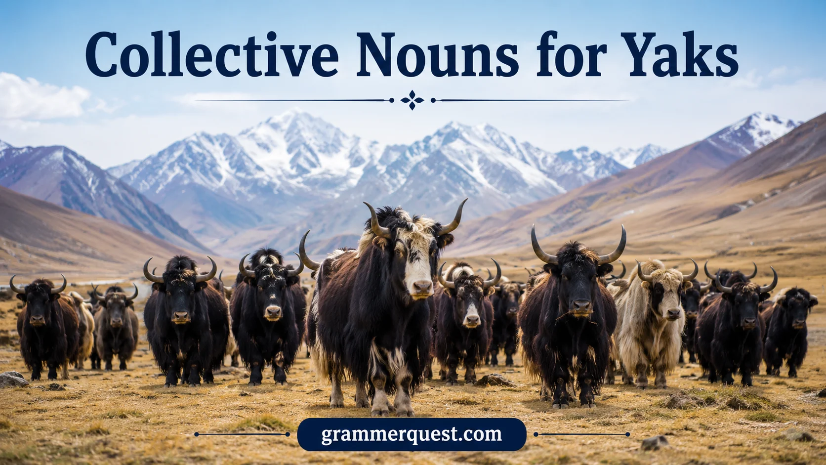 Collective Nouns for Yaks