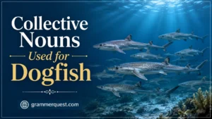 Collective Nouns Used for Dogfish