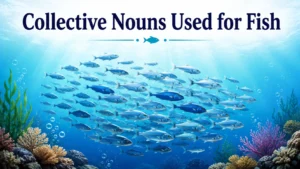 Collective Nouns Used for Fish 