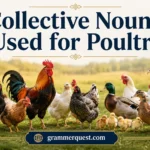 Collective Nouns Used for Poultry 
