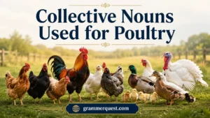 Collective Nouns Used for Poultry 