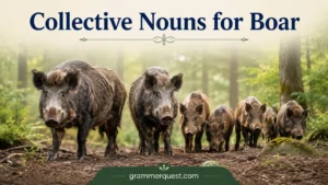 Collective Nouns for Boar