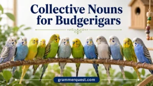 Collective Nouns for Budgerigars