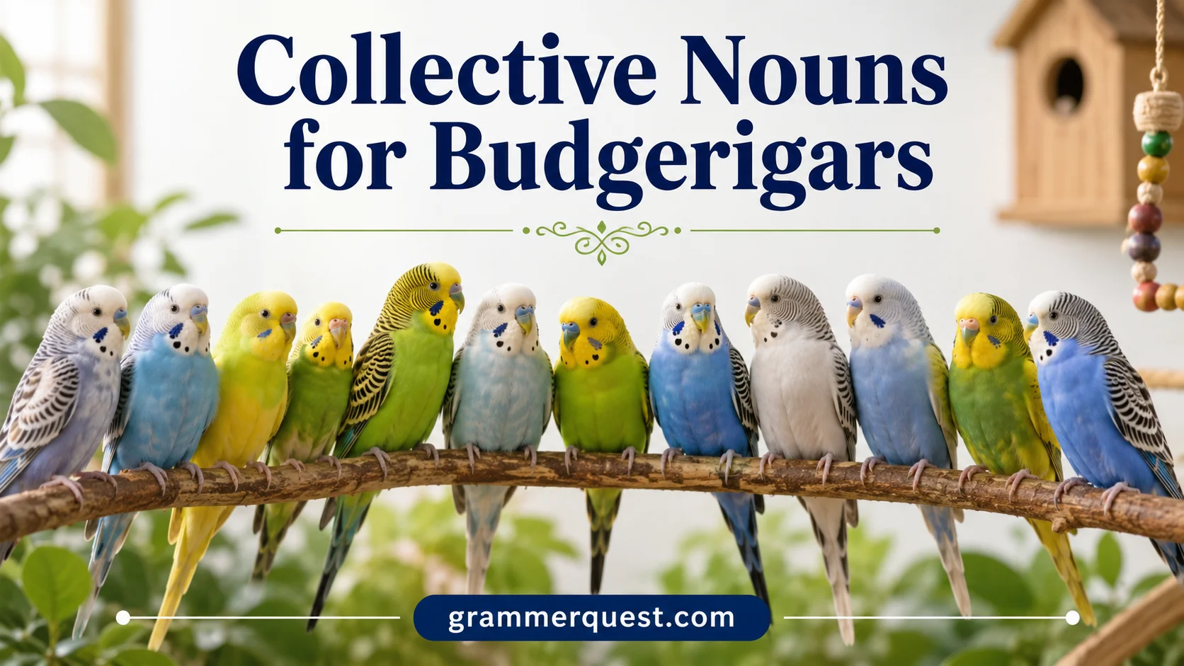 Collective Nouns for Budgerigars